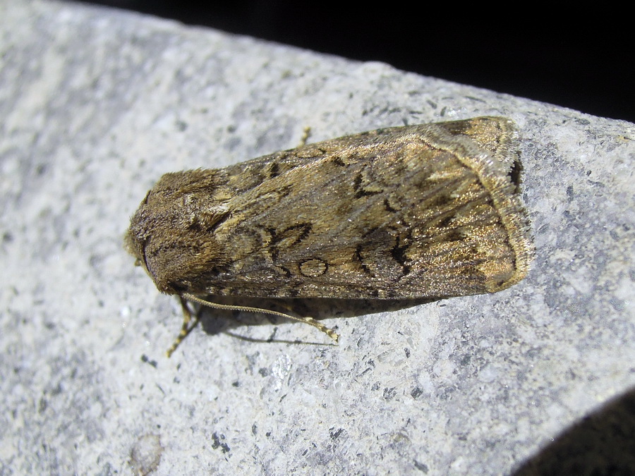 varie Agrotis sp